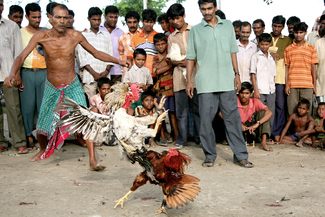 Victor & Vanquished Color Awards Winners and Nominees