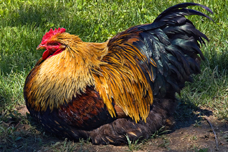 Free Range 2 Color Awards Winners and Nominees