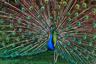 Peacock2 Color Awards Winners and Nominees