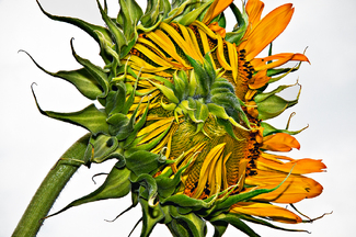 Two Coves Sunflower Color Awards Winners and Nominees