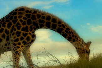 Giraffe Color Awards Winners and Nominees