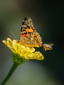 Buzz Off Color Awards Winners and Nominees