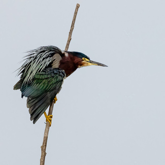 Hang On Color Awards Winners and Nominees