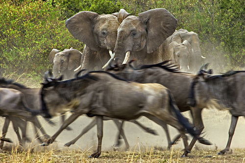 Dust Herds Dust Herds