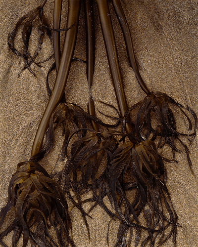 Kelp Kelp