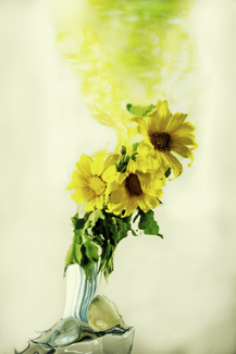 Sunflowers Color Awards Winners and Nominees