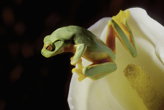 Gracefull Treefrog Color Awards Winners and Nominees