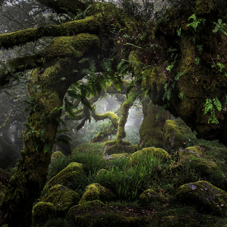 Misty wistmans Color Awards Winners and Nominees