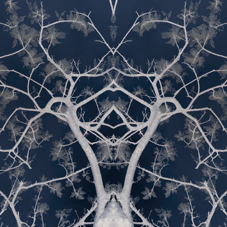 Patterns Nature Color Awards Winners and Nominees