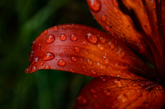 Water Droplets On Red Color Awards Winners and Nominees