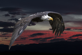 sea eagle Color Awards Winners and Nominees
