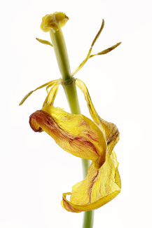 Last Dance of the Tulip Color Awards Winners and Nominees