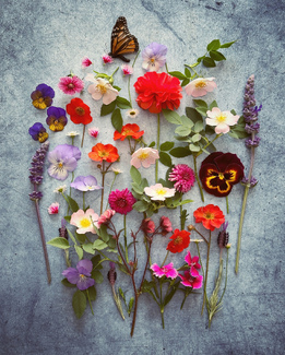 Butterfly Flowers Color Awards Winners and Nominees