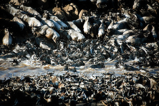 Wilderbeests Crossing Mara River, Kenya Color Awards Winners and Nominees