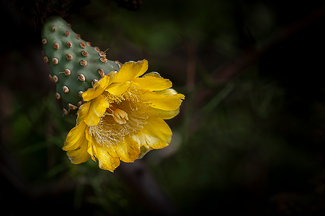 Cactus Flower Color Awards Winners and Nominees