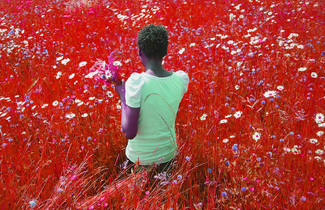 Daisies Color Awards Winners and Nominees