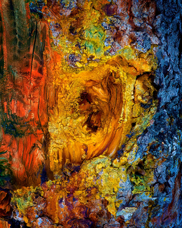Pine Bark Beetle Damage Color Awards Winners and Nominees