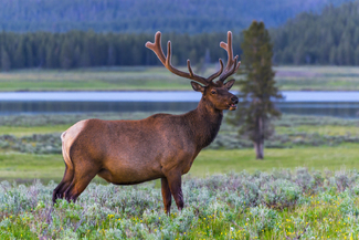 Elk Color Awards Winners and Nominees