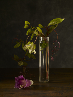 Cobea scandens Color Awards Winners and Nominees