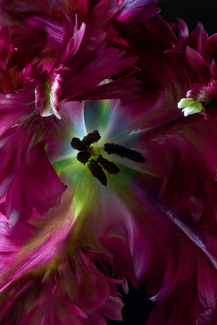 Force of nature Color Awards Winners and Nominees