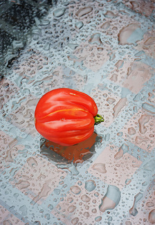 Tuscan Tomato Color Awards Winners and Nominees