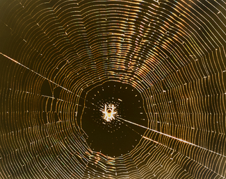 Spider Sunset Color Awards Winners and Nominees