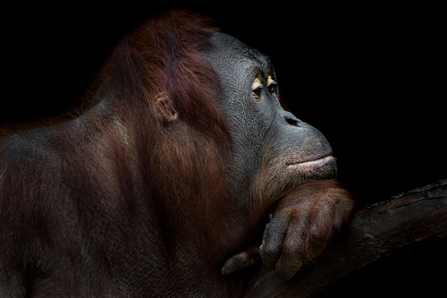 Orang Utan Portrait Orang Utan Portrait