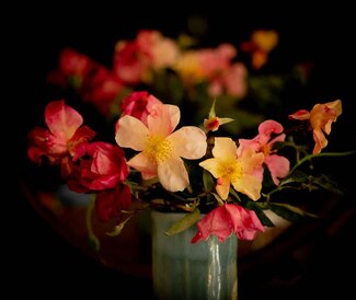 Annie's Flowers Color Awards Winners and Nominees