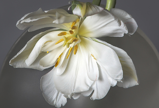 Dancing Tulip Color Awards Winners and Nominees