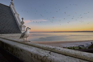 Friendly Gull Color Awards Winners and Nominees