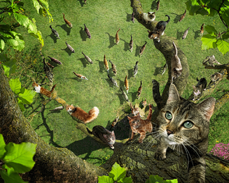 cats Color Awards Winners and Nominees