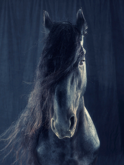 Portrait_Study_72 Color Awards Winners and Nominees