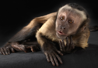 Brown Capuchin Color Awards Winners and Nominees