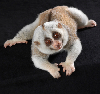 Slow Loris Portrait Color Awards Winners and Nominees