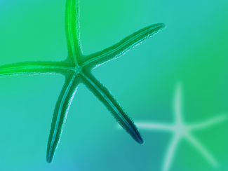 Star Fish Color Awards Winners and Nominees
