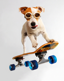 Skate Dawg Color Awards Winners and Nominees