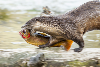 An Otter Runs Through It Color Awards Winners and Nominees