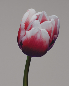 Love Journal - Blush Color Awards Winners and Nominees