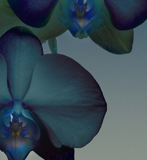 Freyja - Mystique Noir Color Awards Winners and Nominees