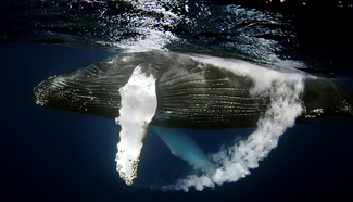 Underwater Rollover Color Awards Winners and Nominees