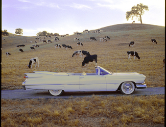 Moo de Ville Color Awards Winners and Nominees