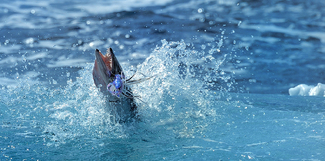 Barracuda Bite Color Awards Winners and Nominees