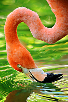 Flamingo Eye Color Awards Winners and Nominees