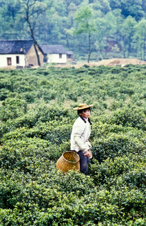 Tea Harvest Color Awards Winners and Nominees