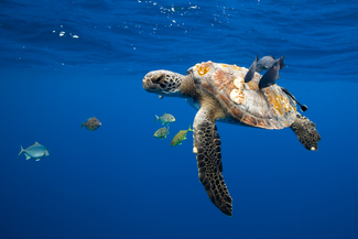 Sea Turtle in Cleaning Station Color Awards Winners and Nominees