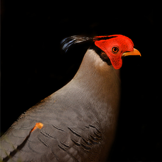 Fireback Pheasant Color Awards Winners and Nominees