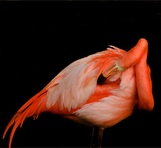Flamingo In Repose Color Awards Winners and Nominees