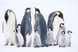 Emperor Penguins in Conference Color Awards Winners and Nominees