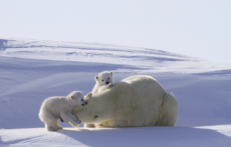 Polar Bear Family Play Color Awards Winners and Nominees