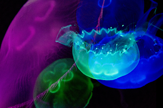 Jellies Color Awards Winners and Nominees